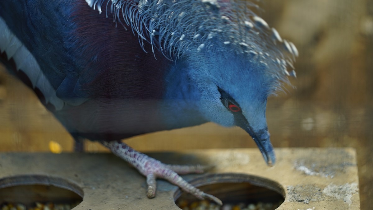 オウギバト/最も美しいハト:行船公園自然動物園🆒