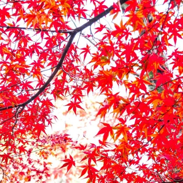 穴太衆石垣の紅葉