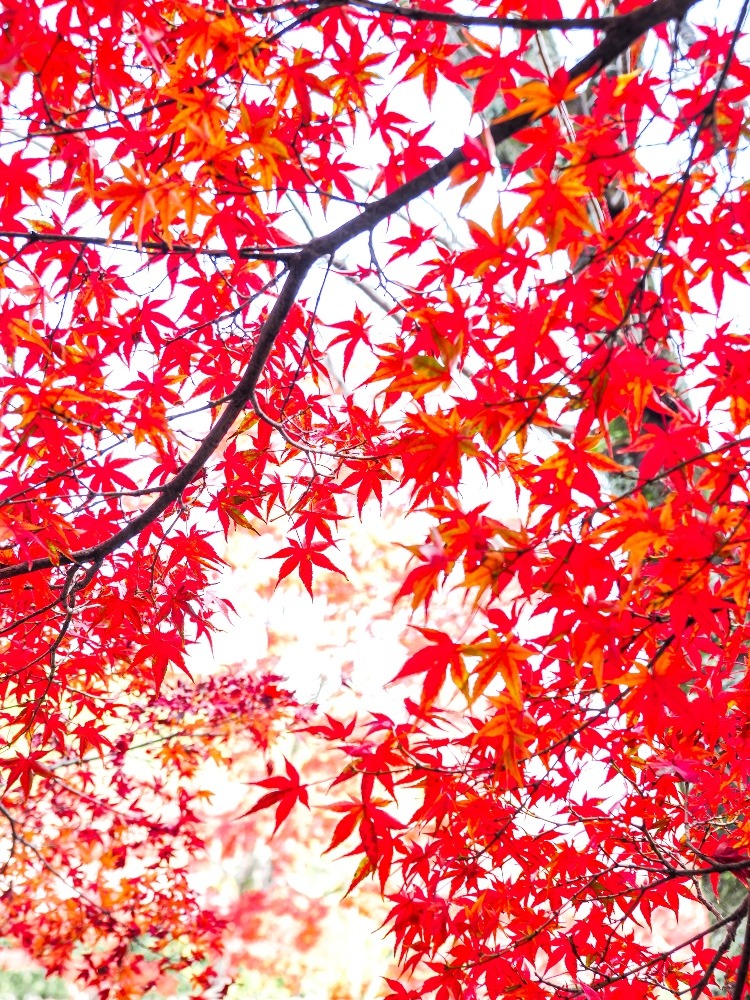 穴太衆石垣の紅葉