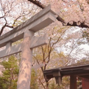 鳥居と満開