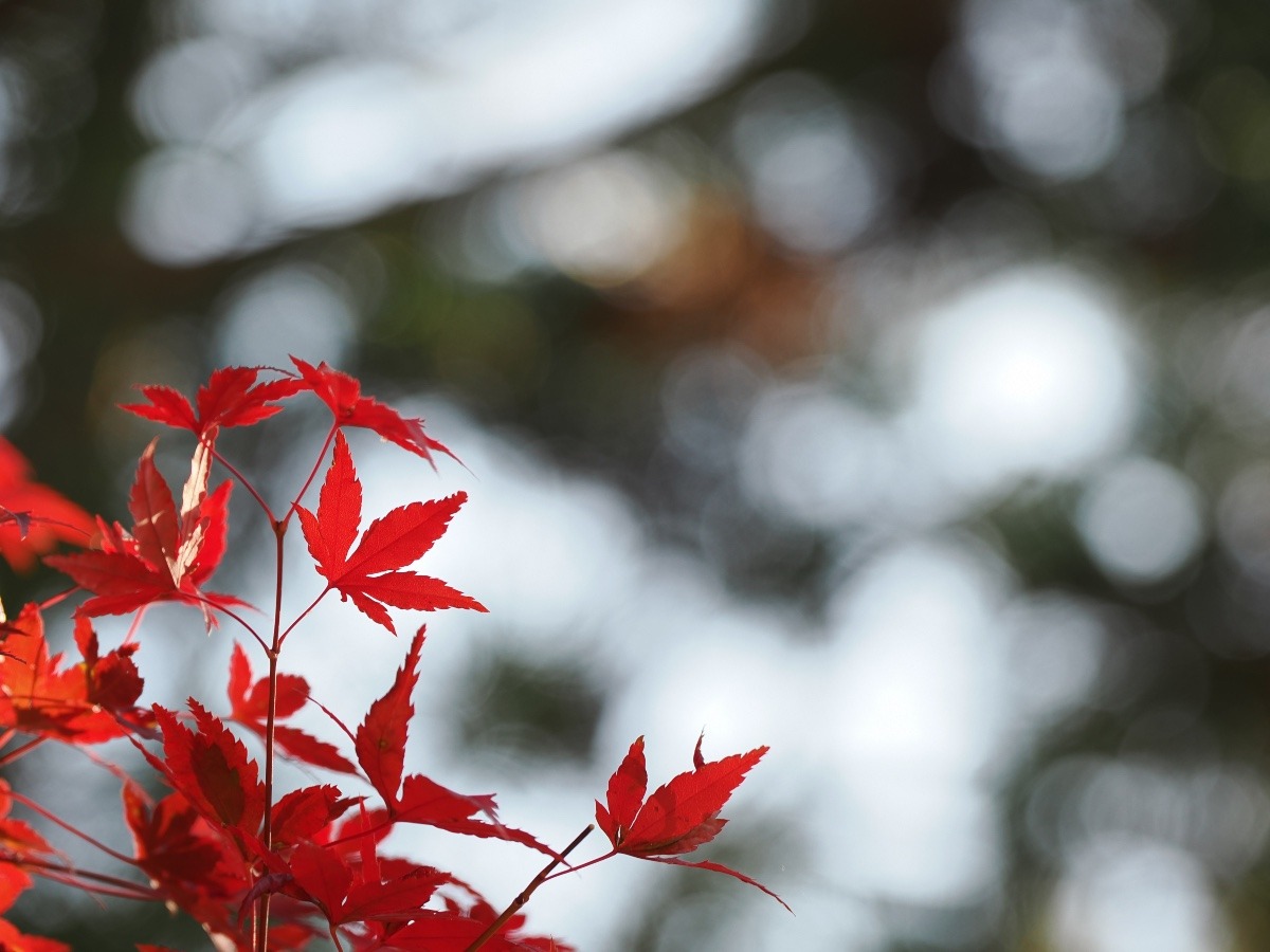 呑山観音寺の紅葉