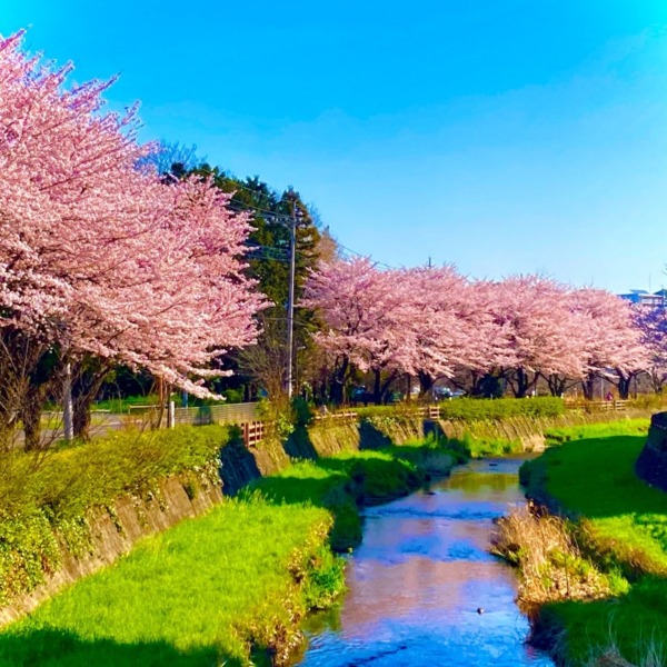 黒目川の桜