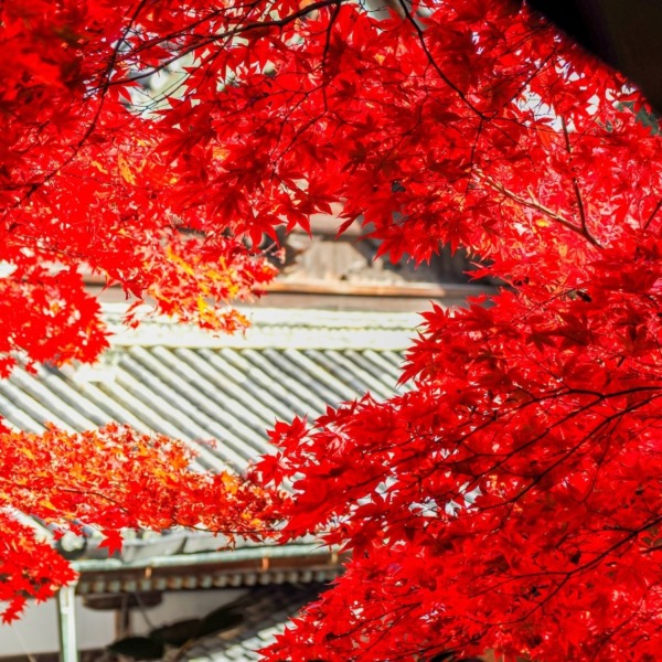 楊谷寺