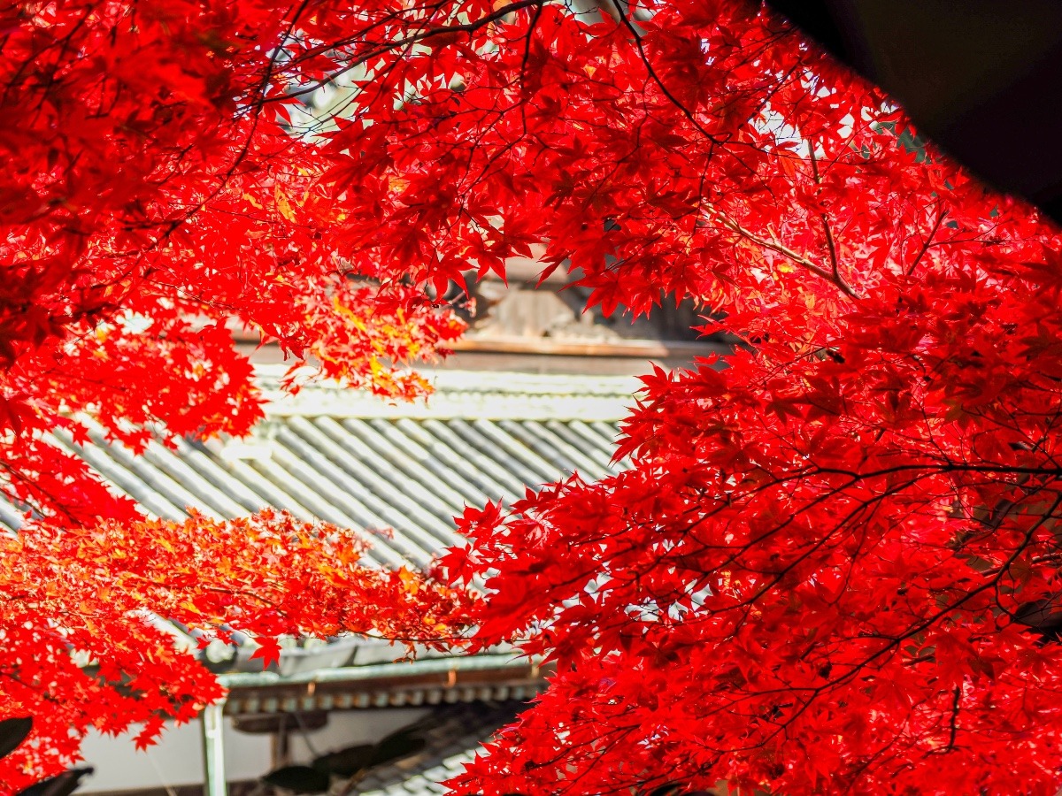 楊谷寺