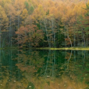 早朝の御射鹿池秋の紅葉リフレクション