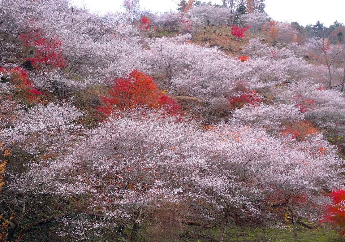 四季桜と紅葉の見事な共演美
