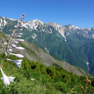 ミヤマギボウシと白馬三山