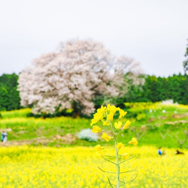 馬場の山桜