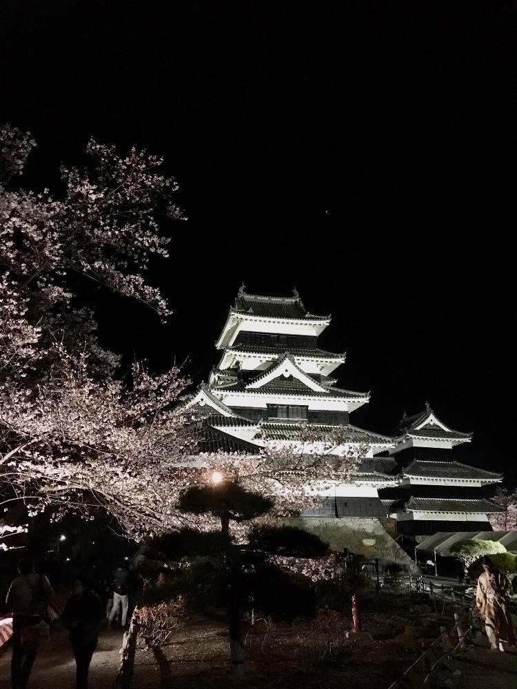 松本城と夜桜