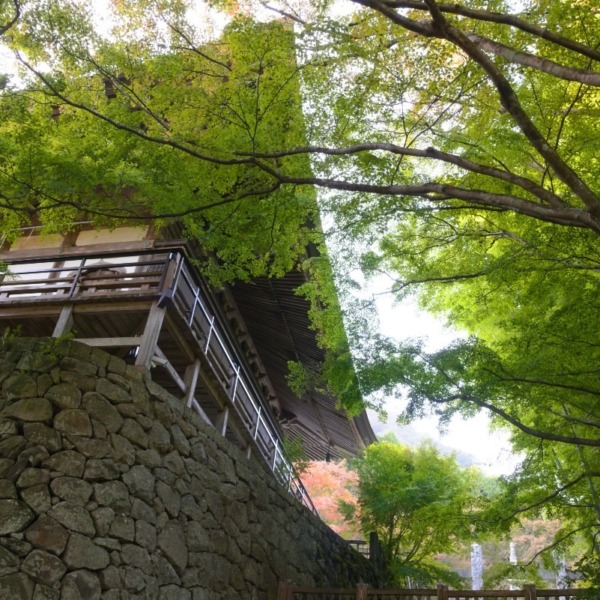 両子寺の緑葉