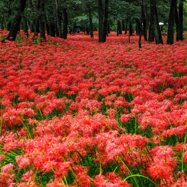 巾着田曼珠沙華公園