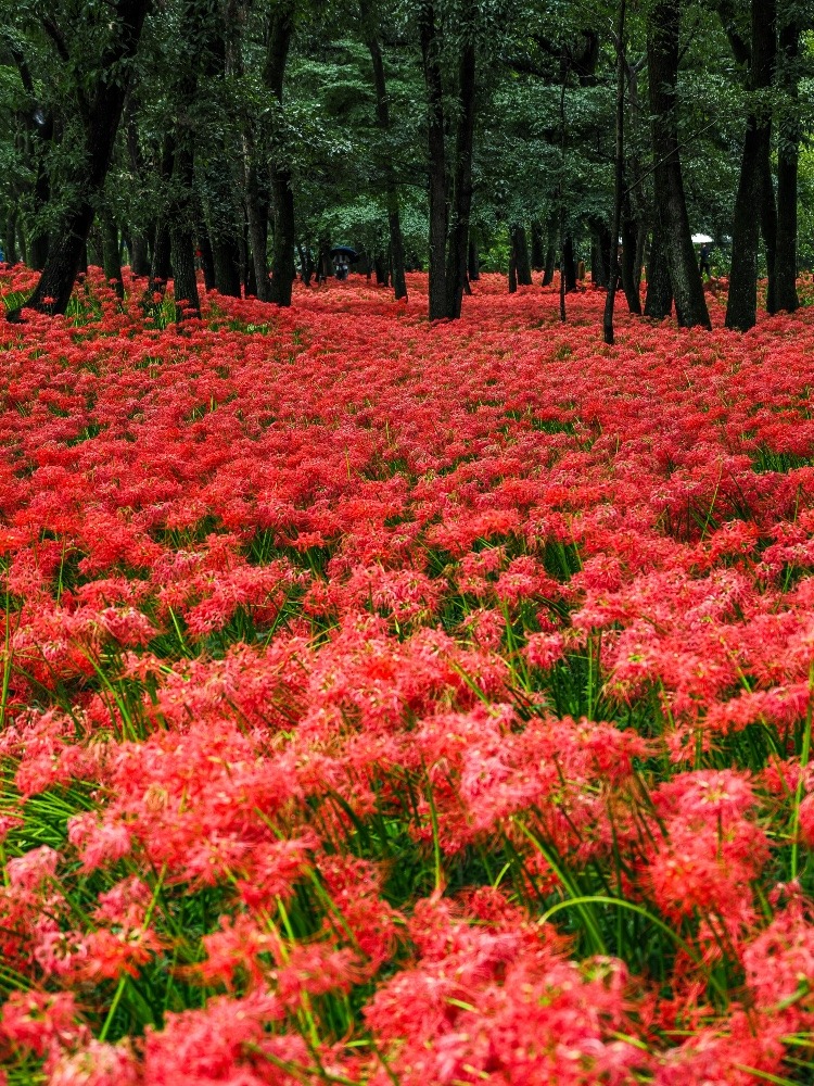 巾着田曼珠沙華公園