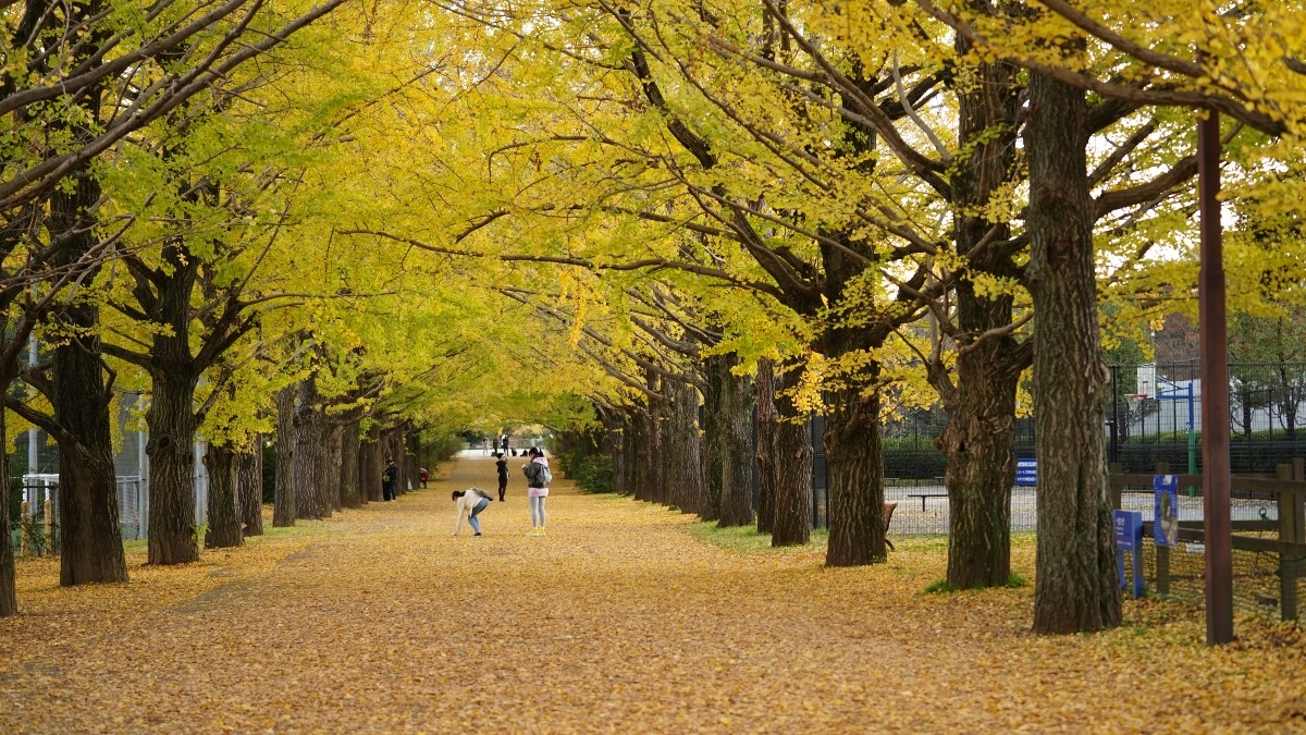 昭和記念公園(回想編):早く自由に散歩したい✨