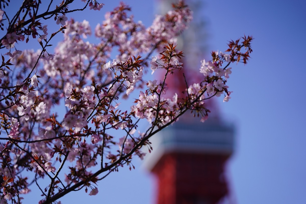 芝公園内の桜🌸:東京タワーコラボ✨満開なら絶景