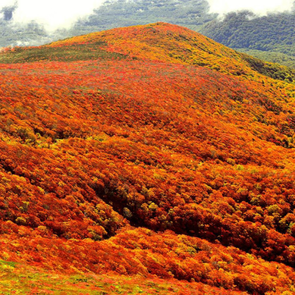栗駒山に広がる紅葉絨毯