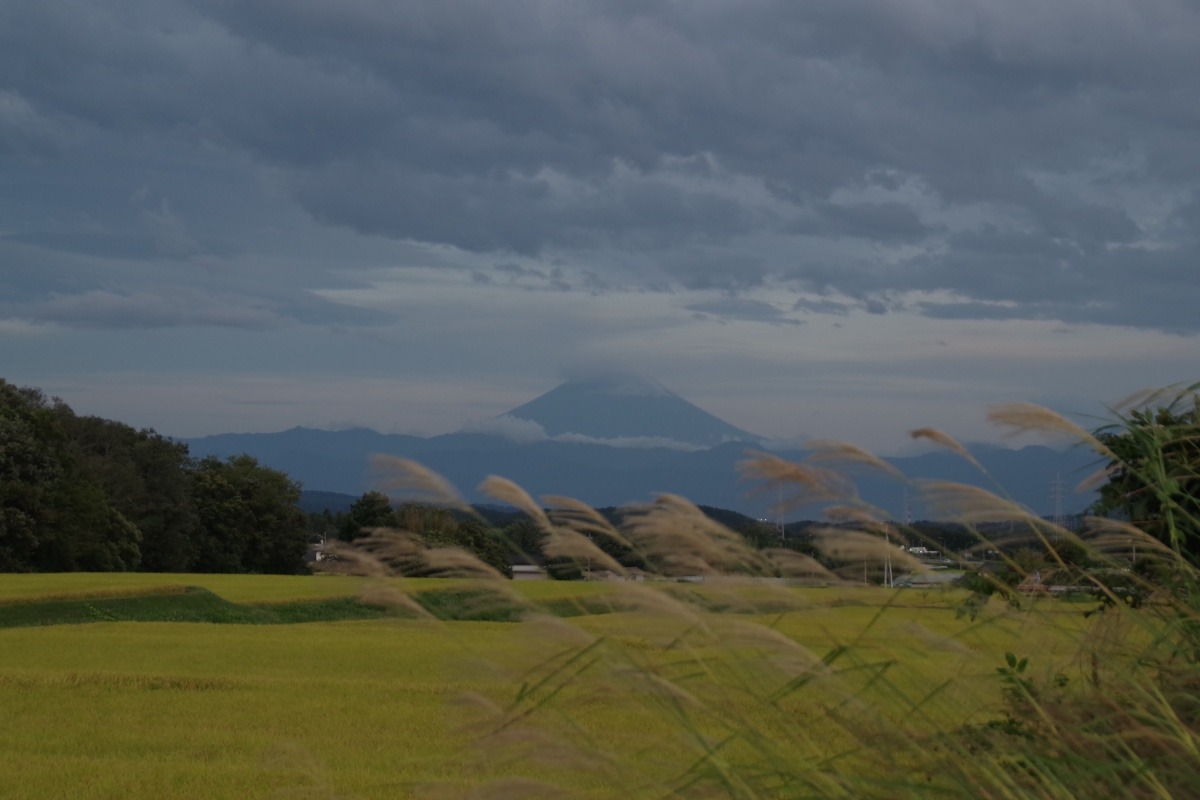 「夕暮れ時のススキと富士山」