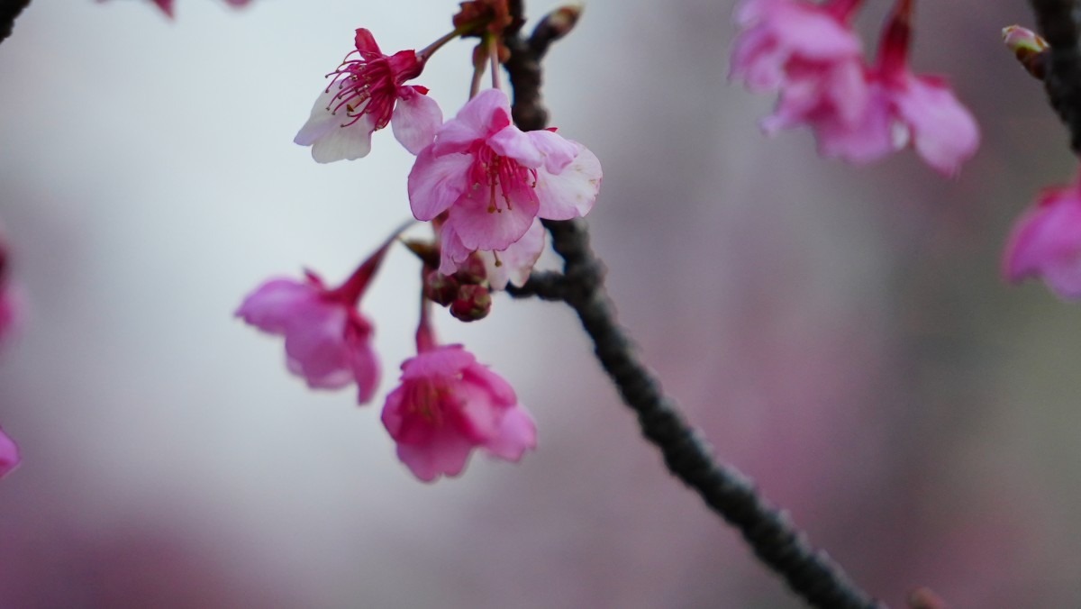 河津桜✨もっと元気に咲きたい💖