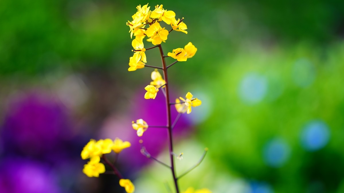 菜の花2021✨春の香り/木場公園