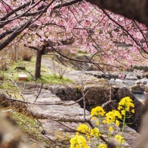 河津桜