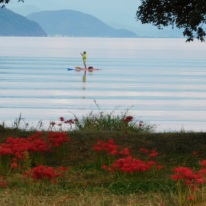 琵琶湖／彼岸花風景
