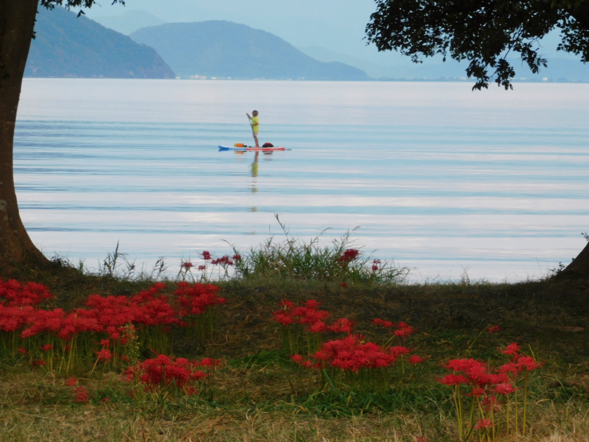 琵琶湖／彼岸花風景