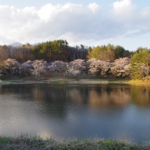「溜池の桜リフレクション」