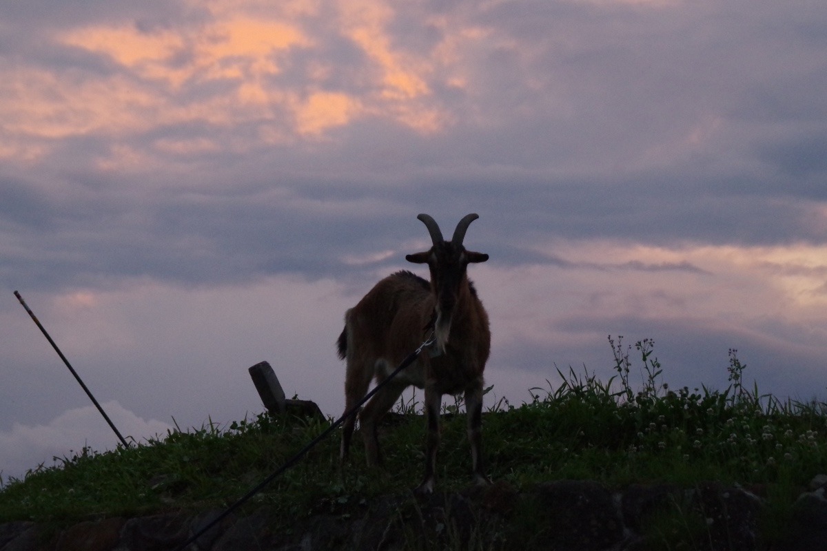 「夕空と山羊」