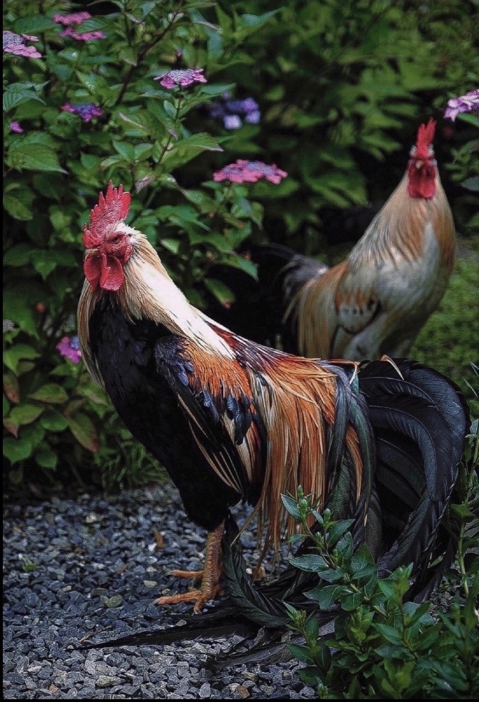 紫陽花寺の鶏