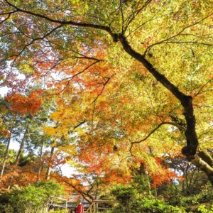 清水寺本坊庭園