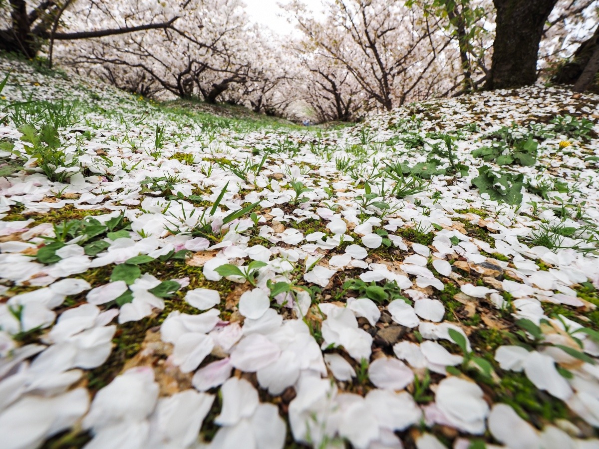 御室桜