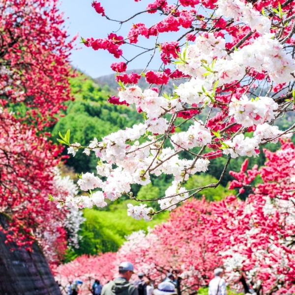 花桃の里