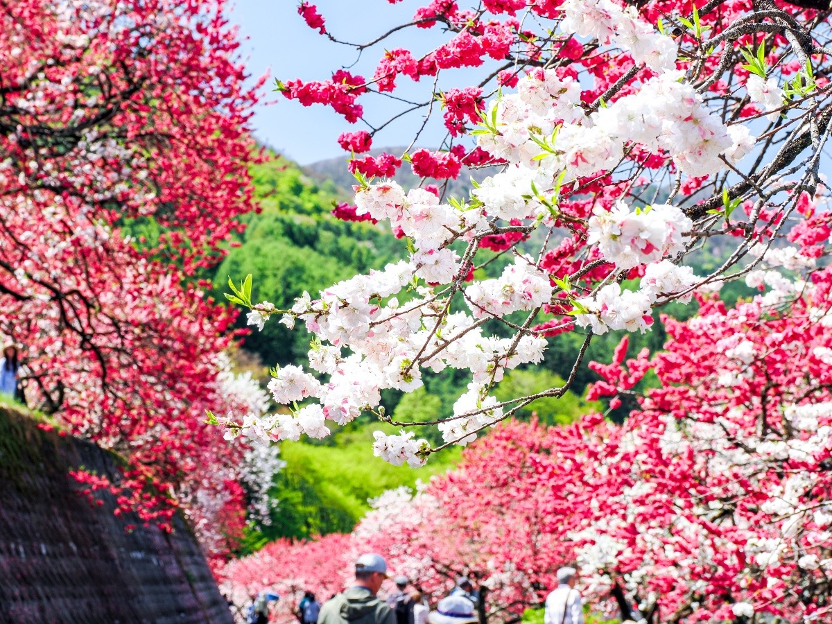 花桃の里