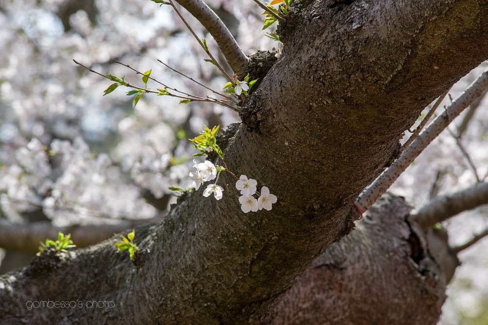 浜松フラワーパークの桜 25