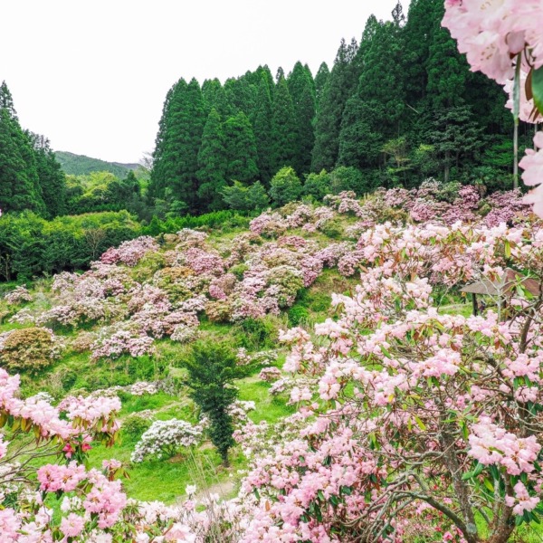 ミヤシノシャクナゲ園