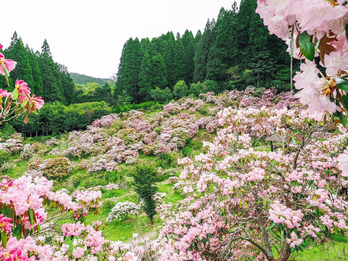 ミヤシノシャクナゲ園