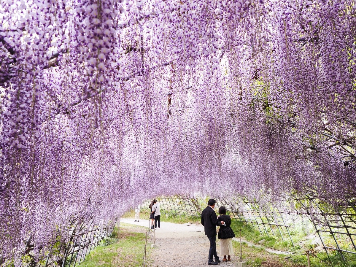 河内藤園