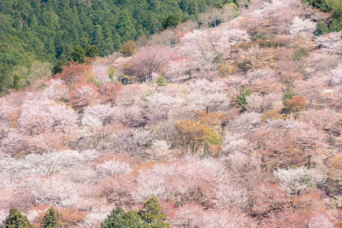吉野山「千本桜」