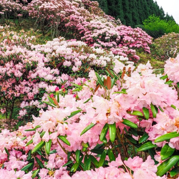 ミヤシノシャクナゲ園