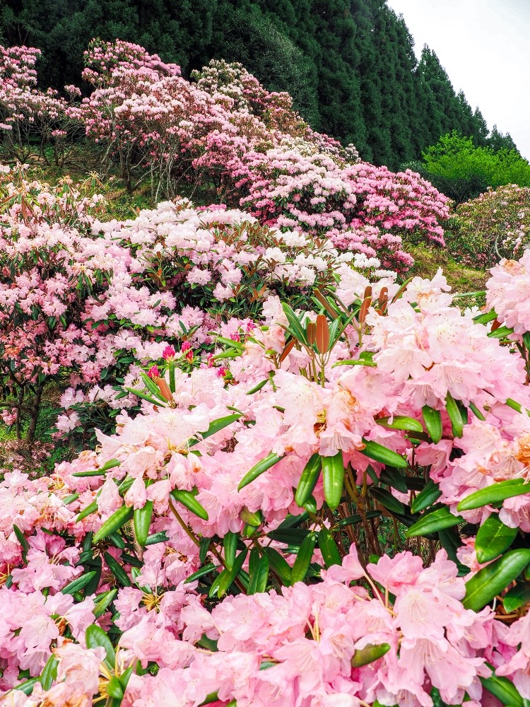 ミヤシノシャクナゲ園