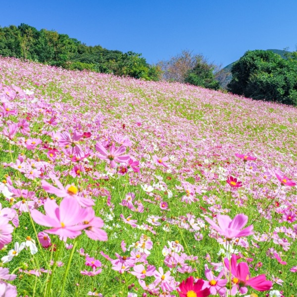 大又農園
