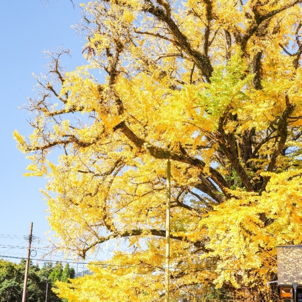 下城の大イチョウ