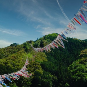 雄大な鯉のぼり