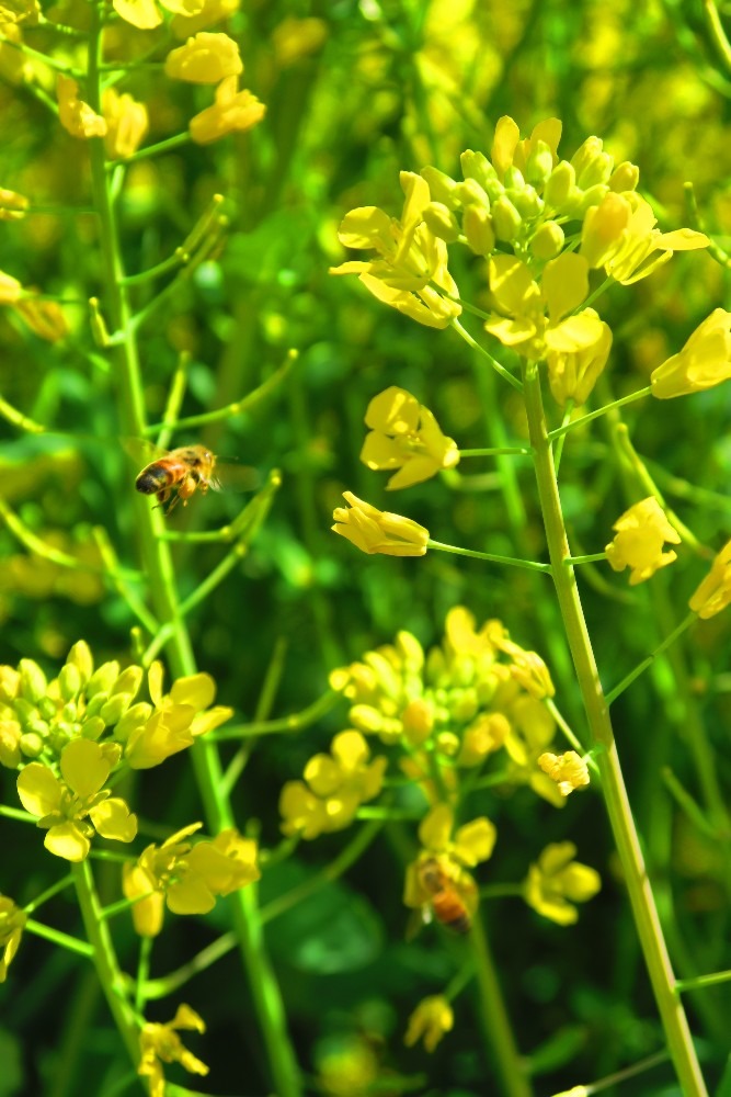 春景色　菜の花とミツバチ