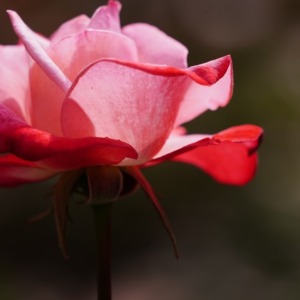 丹頂🌹旧古河庭園春バラ2020彩✨