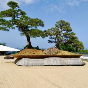 アカオハーブ&ローズガーデン　世界最大の盆栽「鳳凰の松」