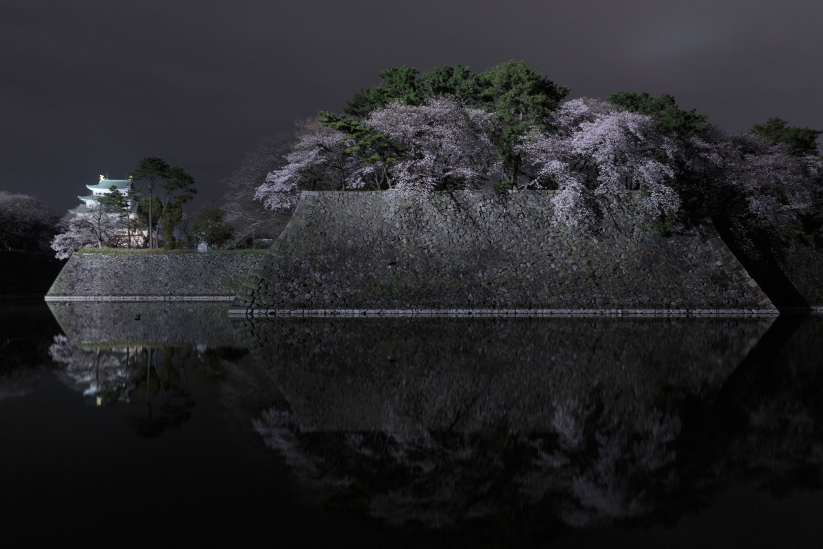 名古屋城　夜桜