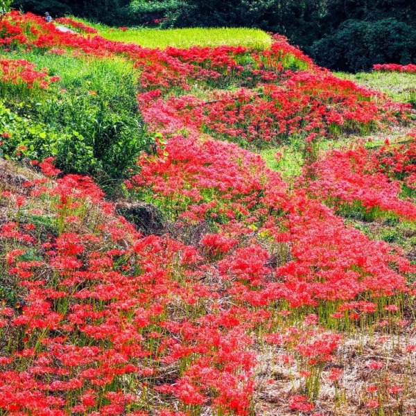 江里山棚田