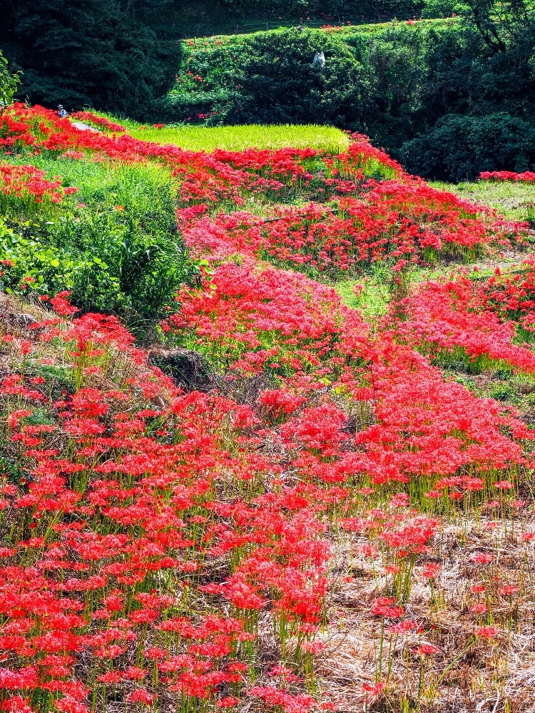 江里山棚田