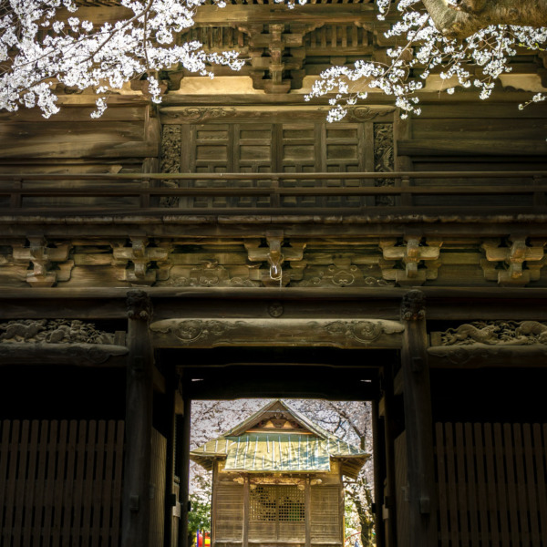 鴻巣 勝願寺 仁王門裏から観る桜と景色