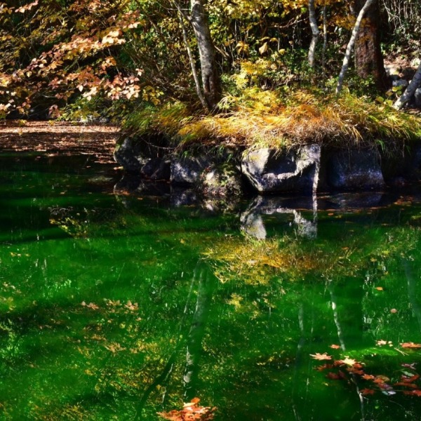 緑の池
